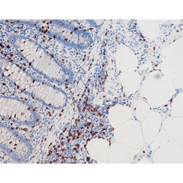 CD8